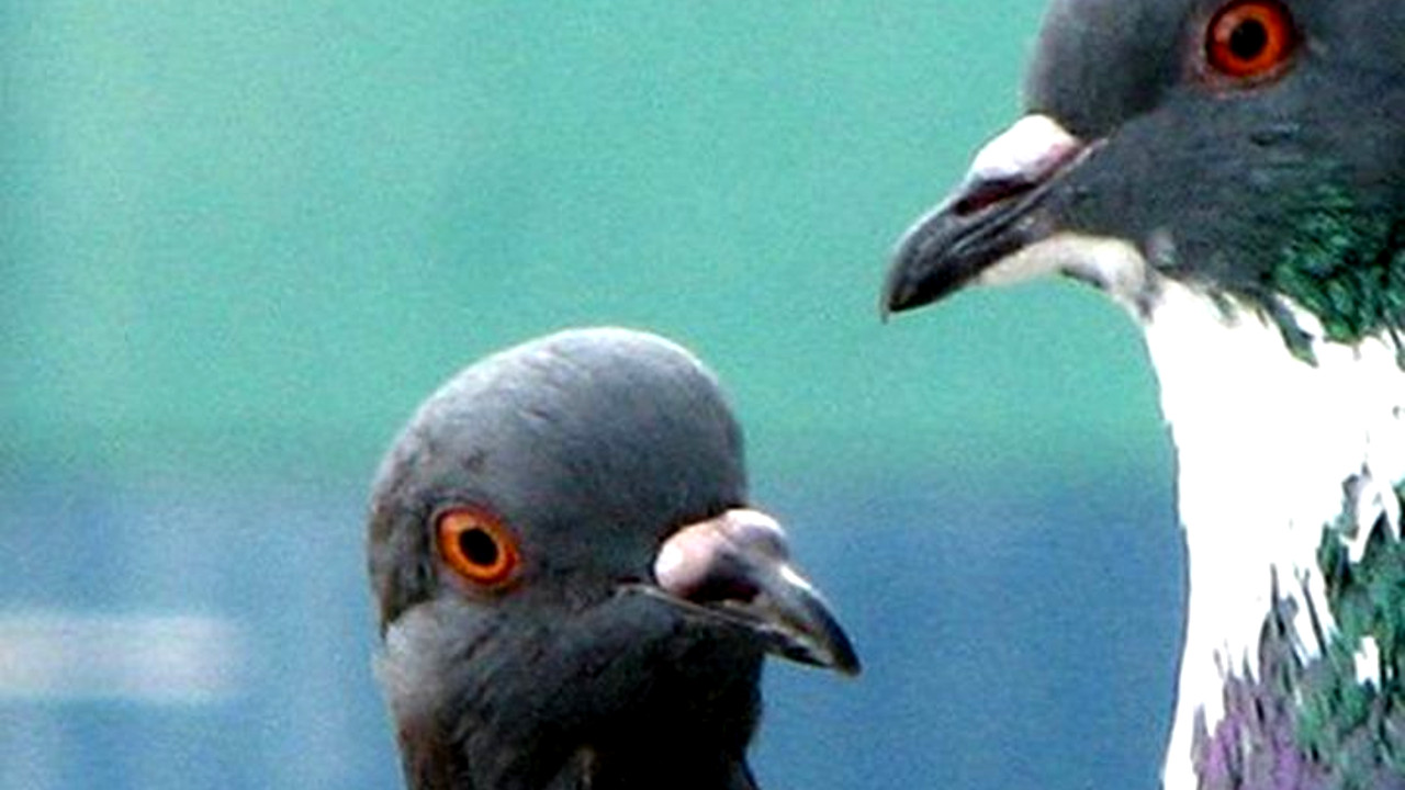 CIA treinou pombos, corvos, cachorros, gatos e golfinhos para espionar a União Soviética