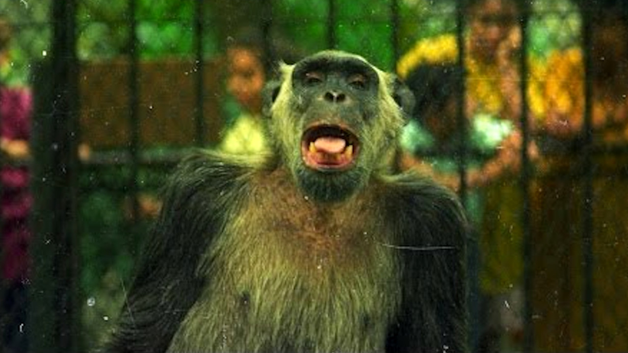 Macaco Tião, o chimpanzé que se candidatou à Prefeitura do Rio de Janeiro