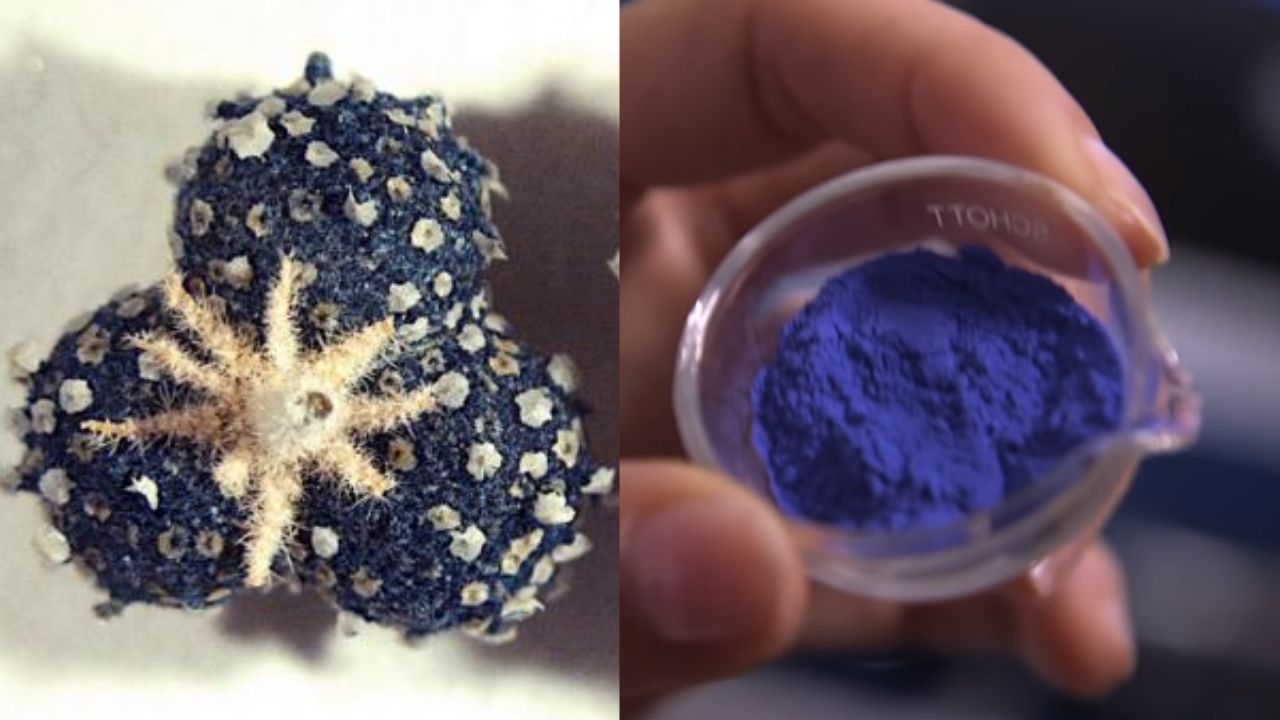 Especialistas portugueses reproduzem tinta azul medieval rara de receita abandonada