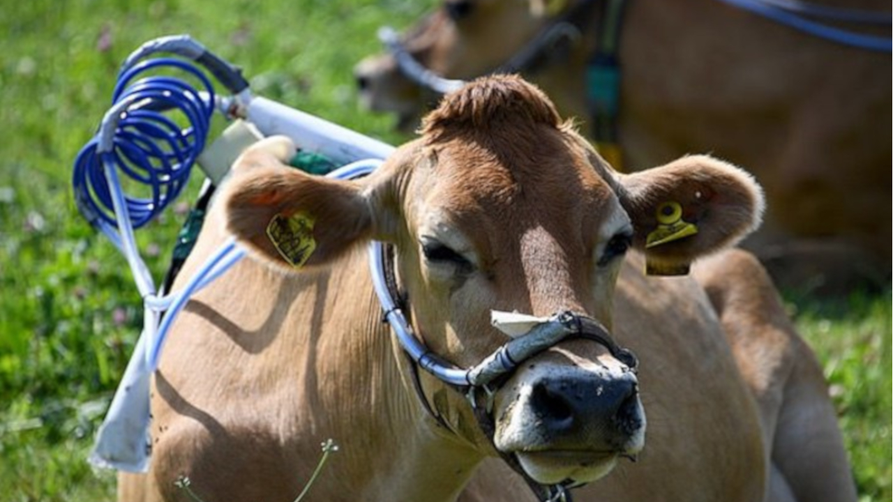Cientistas colocam armaduras em vacas para monitorar o gás que acelera o efeito estufa