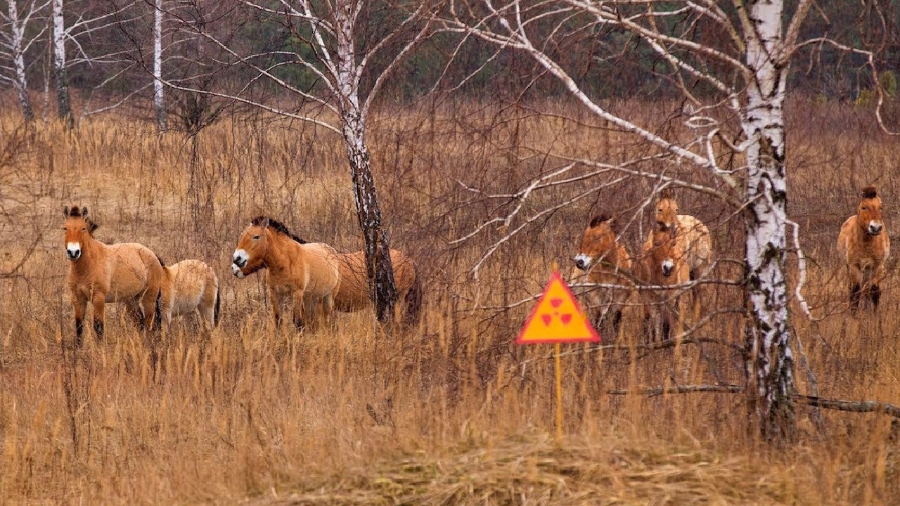 Para a natureza, o acidente nuclear de Chernobyl foi menos destrutivo que a presença humana na região, indica estudo