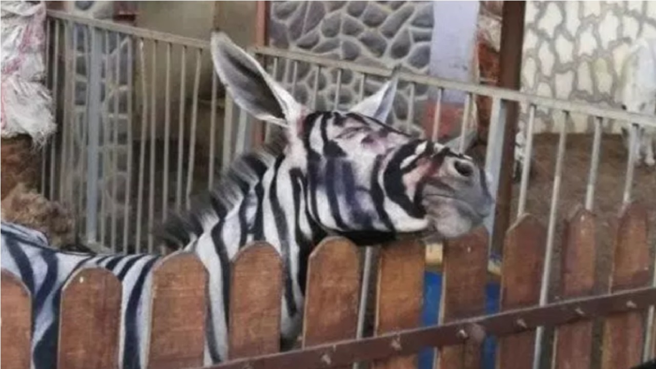Zoológico no Egito exibe burro pintado como se fosse uma zebra